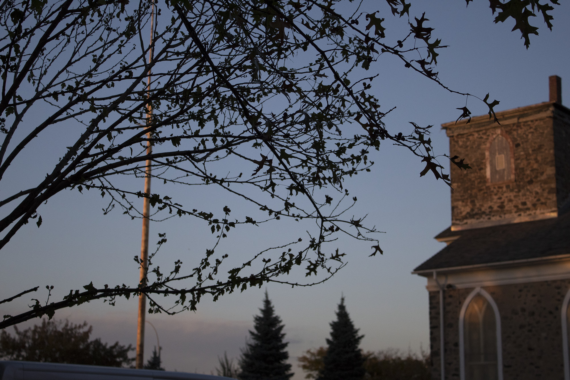 branches with no leaves covering sky