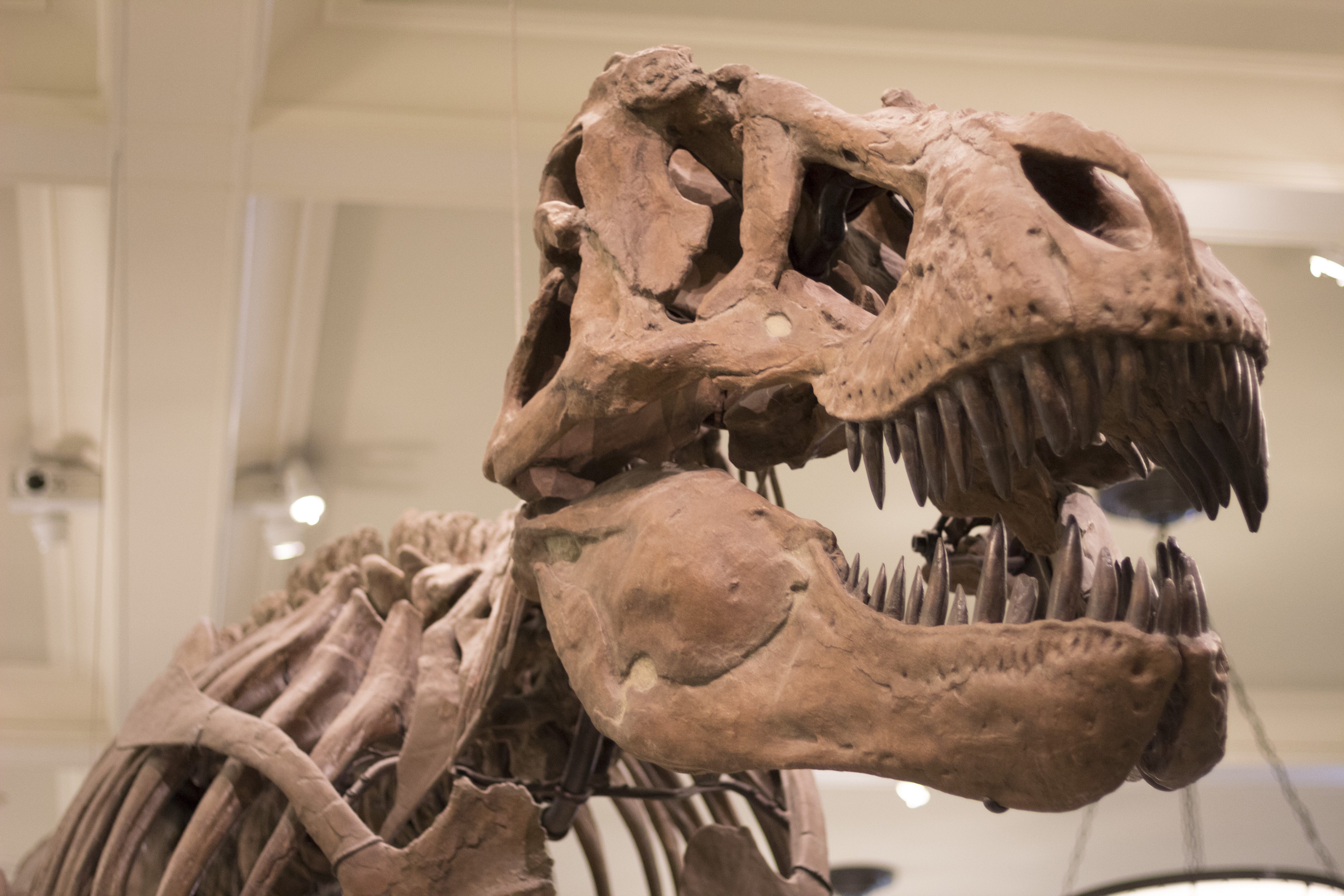 fossil of a trex's upper body