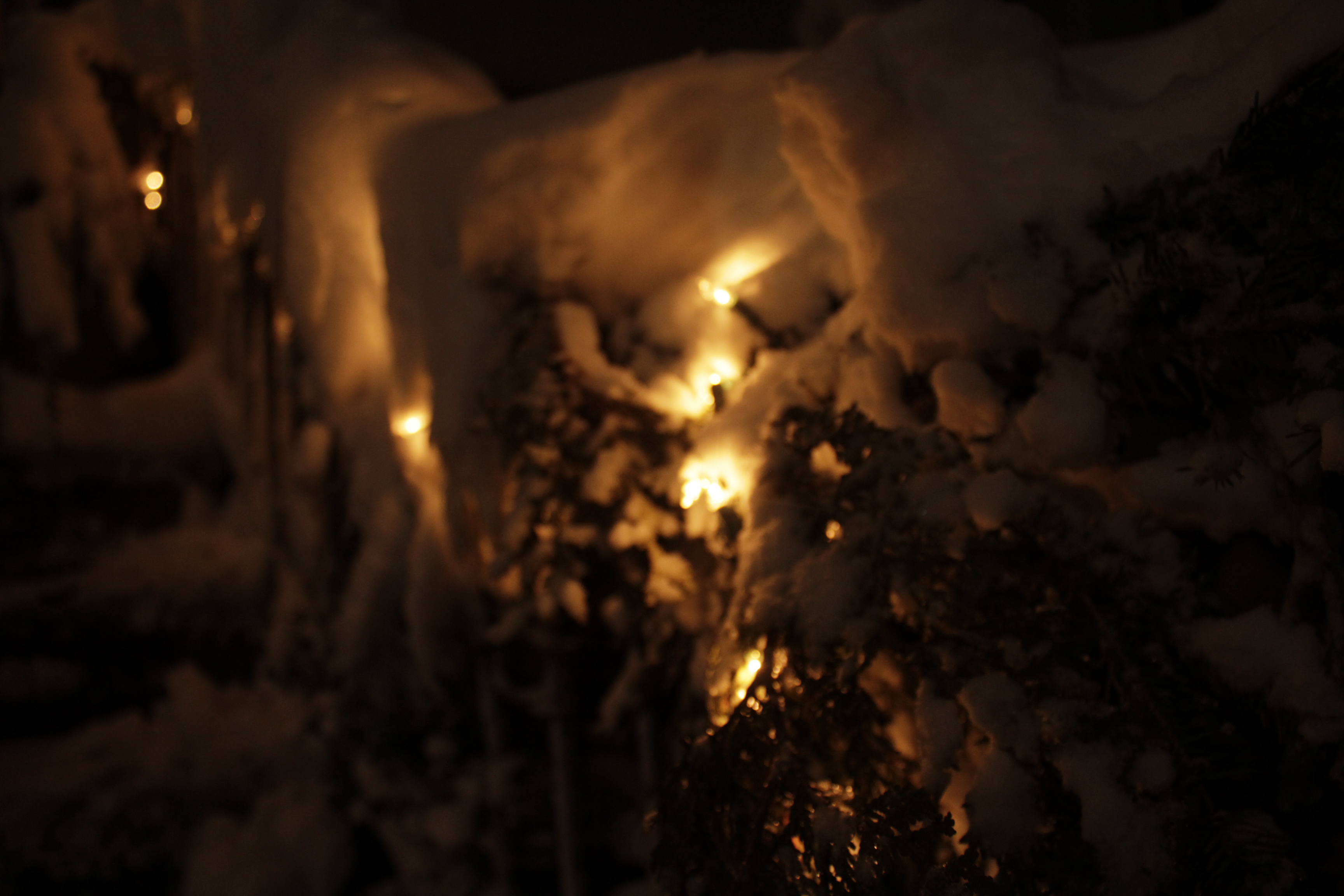 bush with snow on it