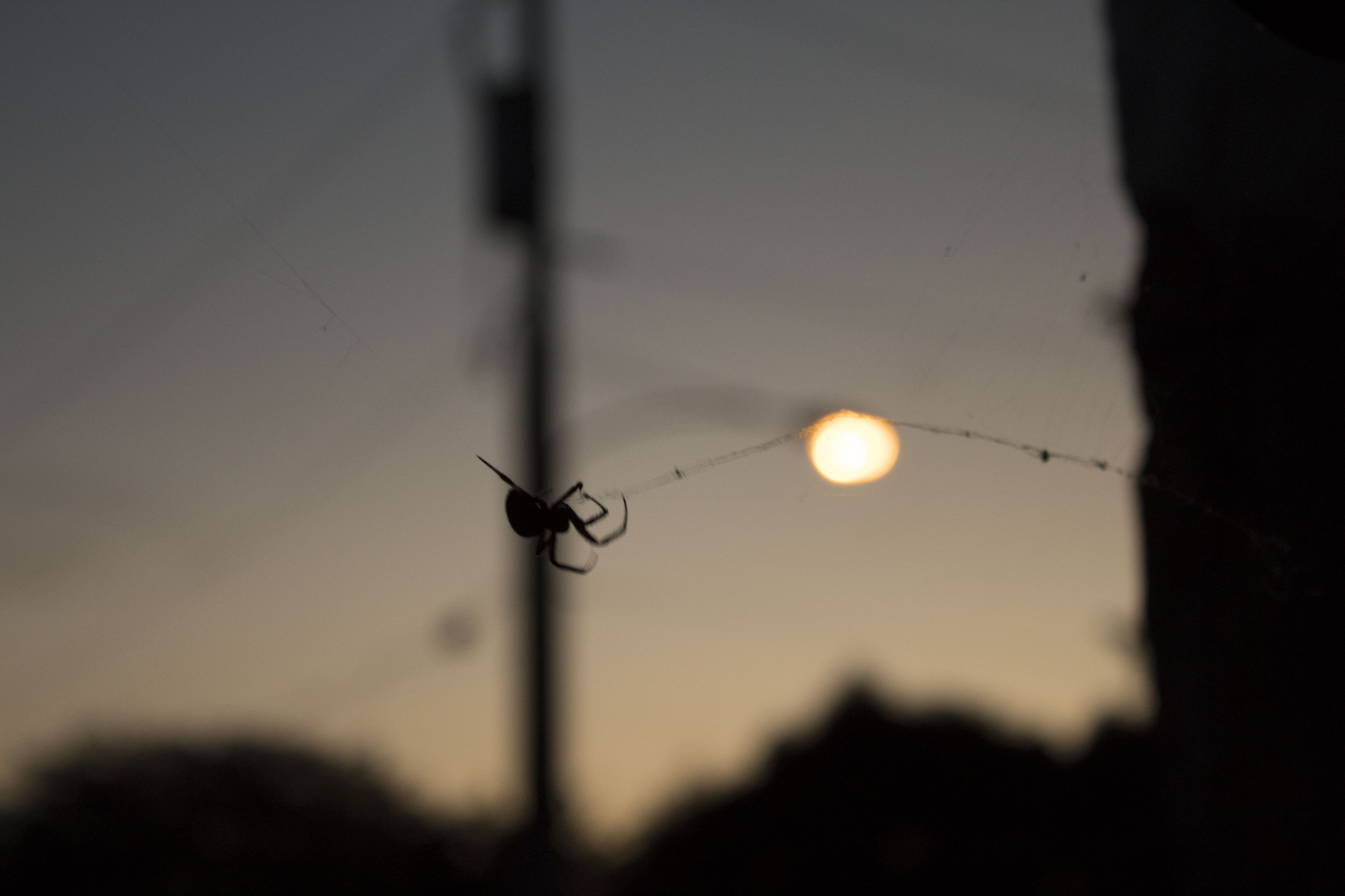 silhouette of spider, streetlamp in background