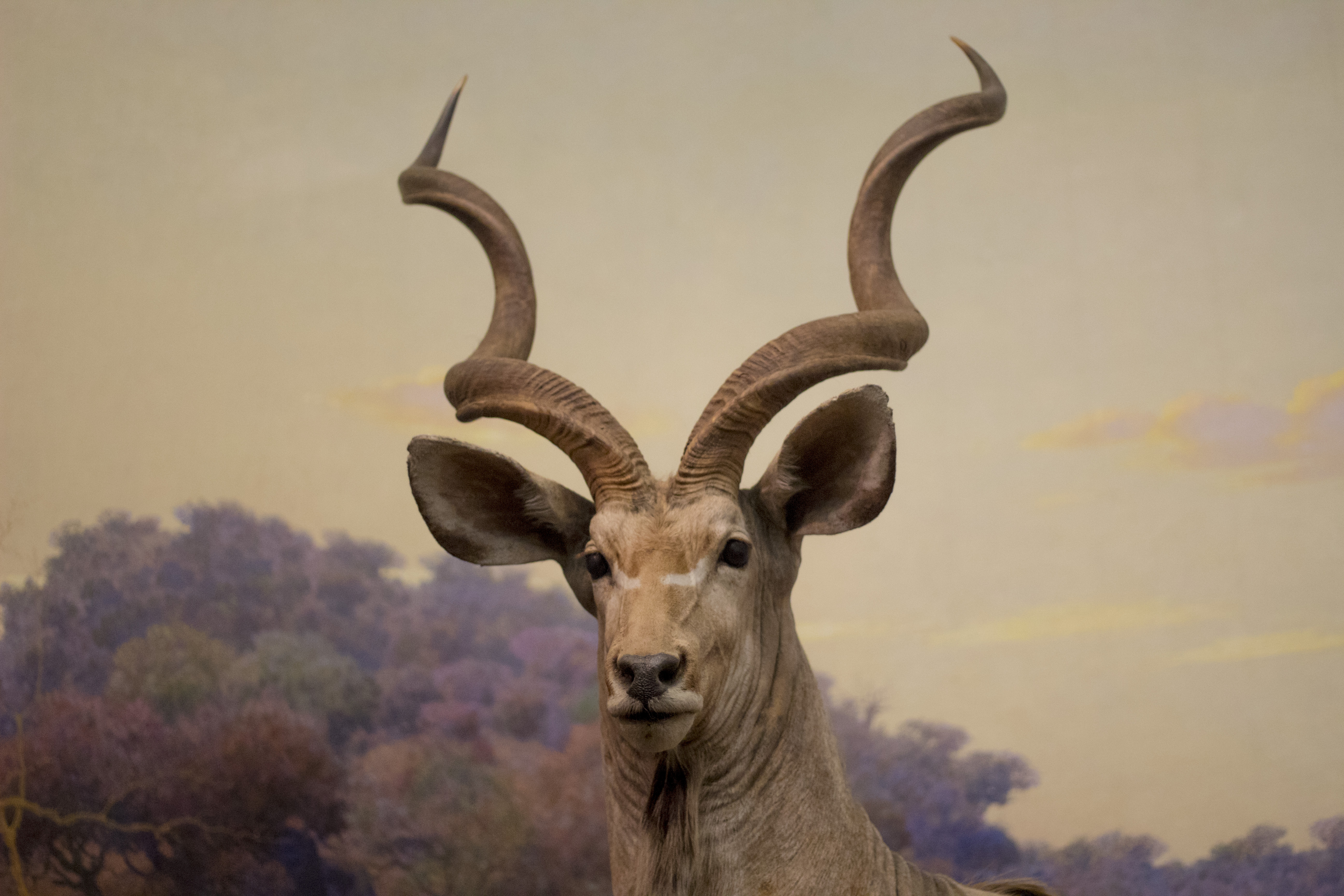 head of animal with horns