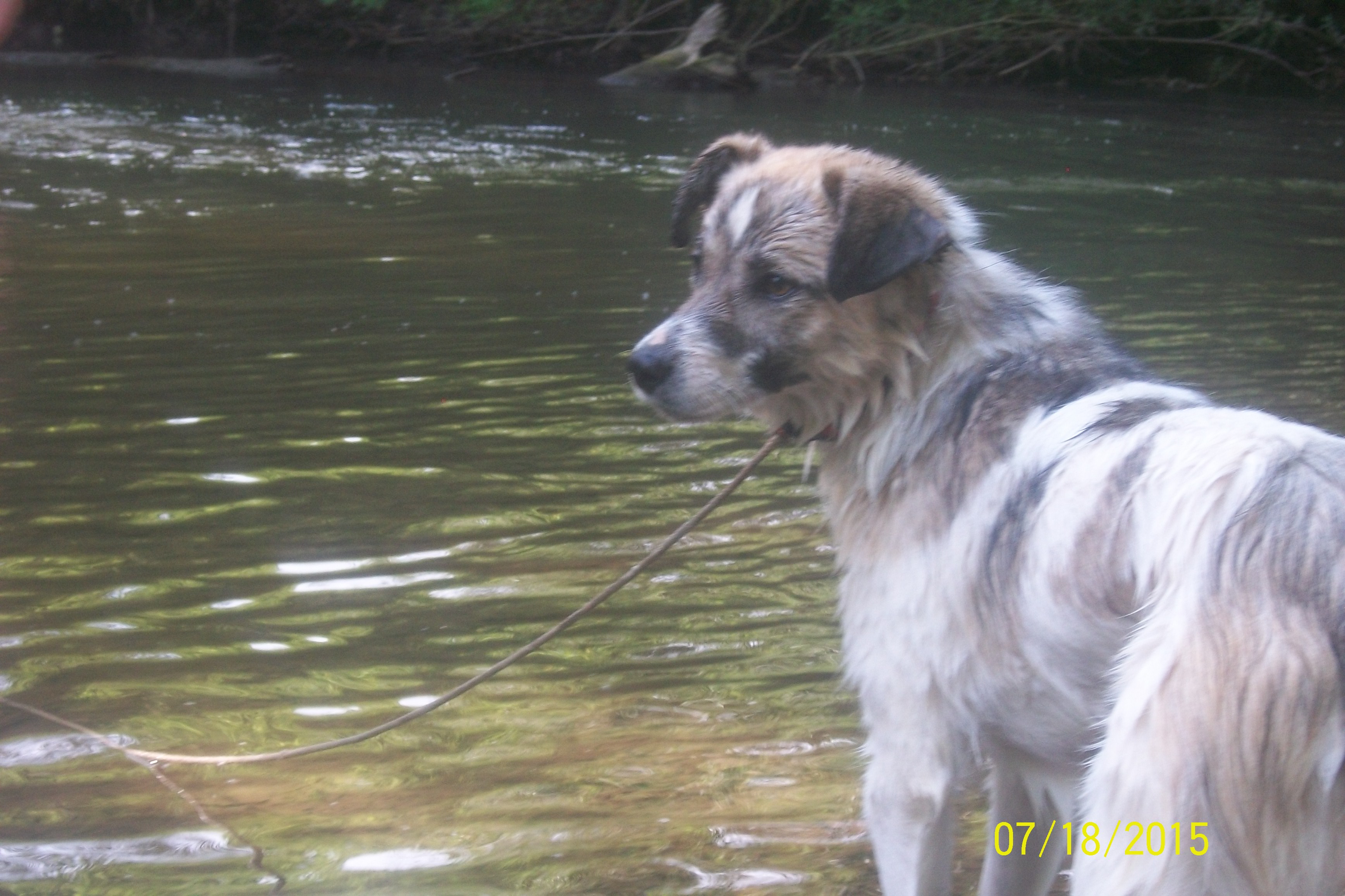 dog near river looking to the left
